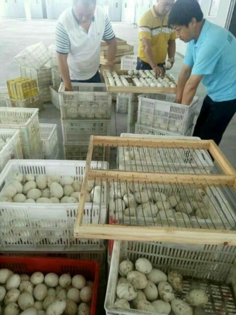 鹅苗250g以上