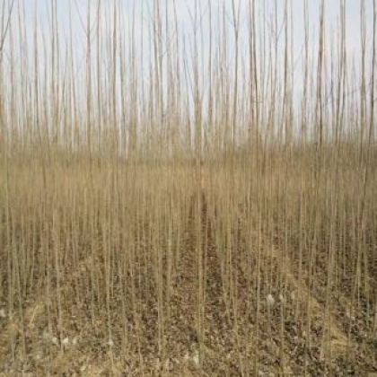 杨树种条全国_批发_供应-一亩田农业网_专业的