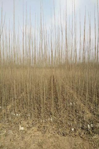 杨树种条全国_批发_供应-一亩田农业网_专业的