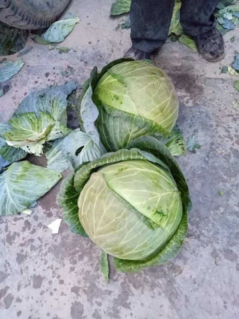 莲白