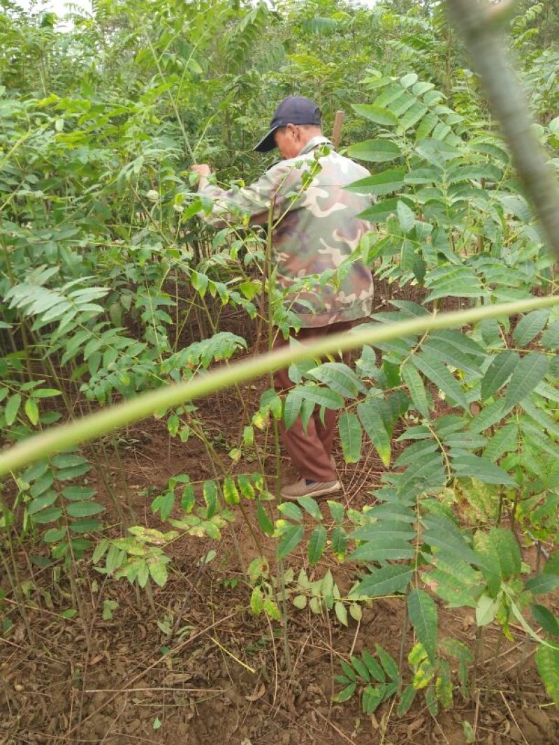 红油香椿苗80cm以上大棚