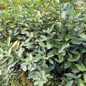 尤力克柠檬苗50~80cm
