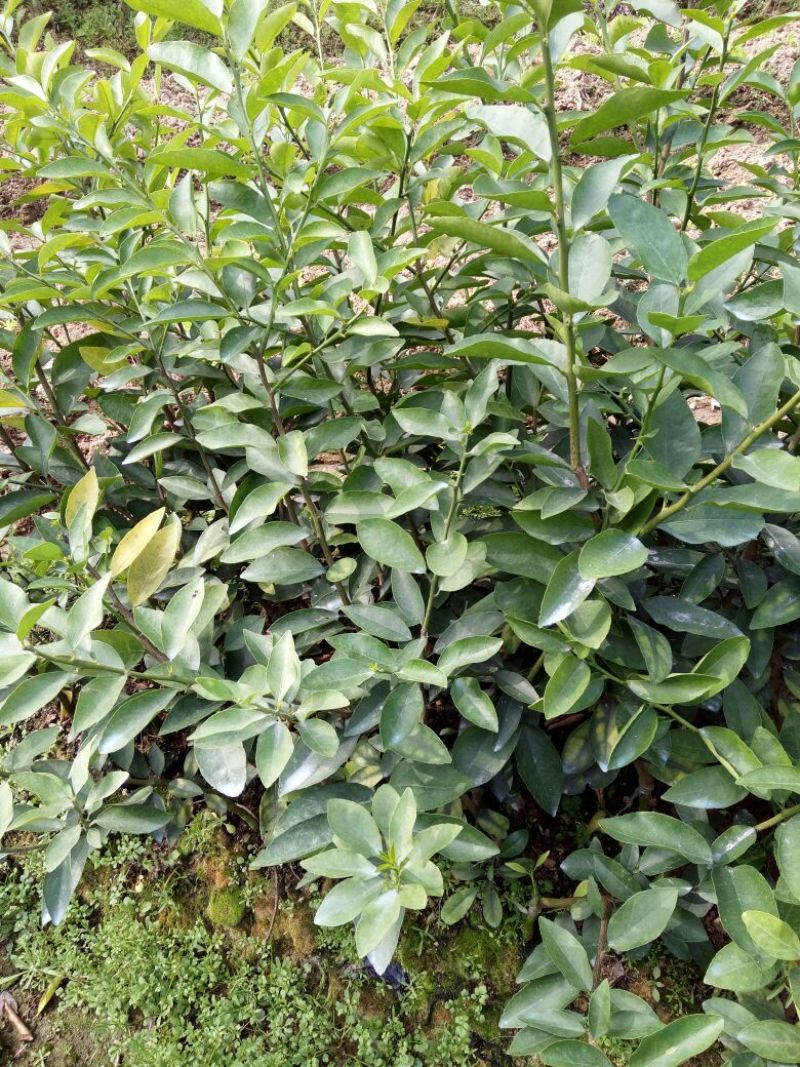 尤力克柠檬苗50~80cm