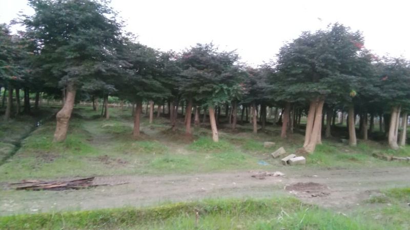 红枫古桩5~10cm