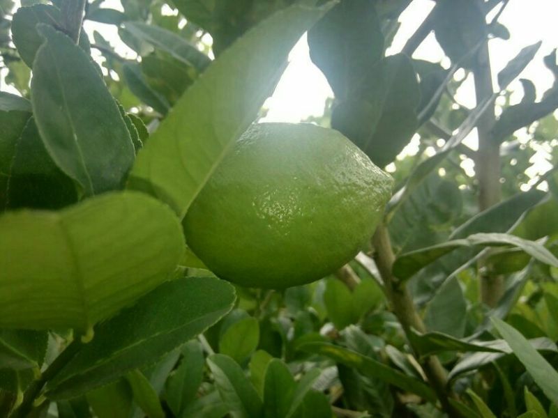 广东无籽香水柠檬1.5两到4两左右一级果