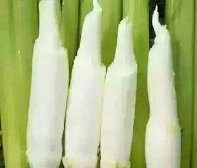 特早熟双季茭白带壳