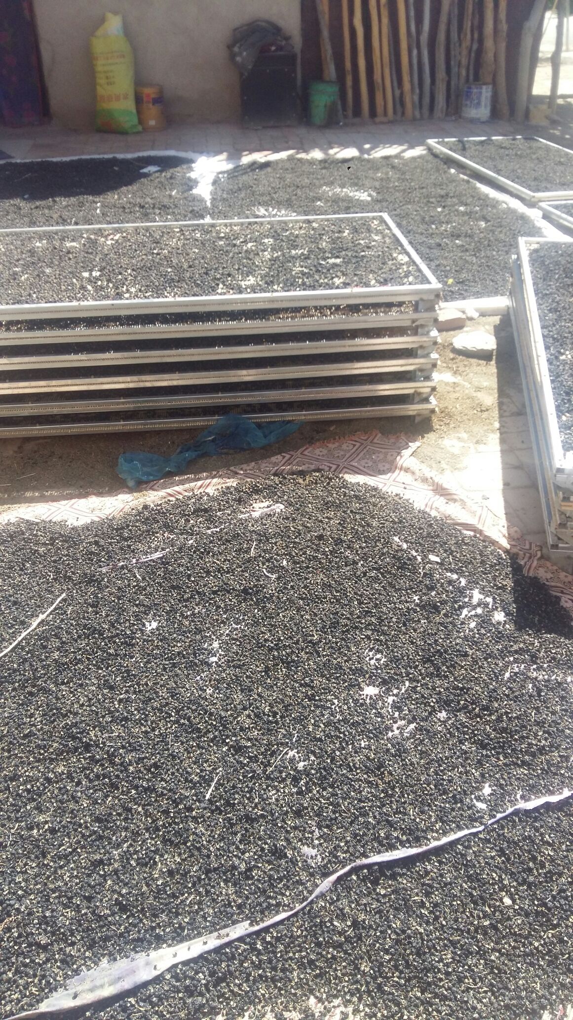 甘肃酒泉市玉门市黑枸杞 中果0.4-0.5cm批发_