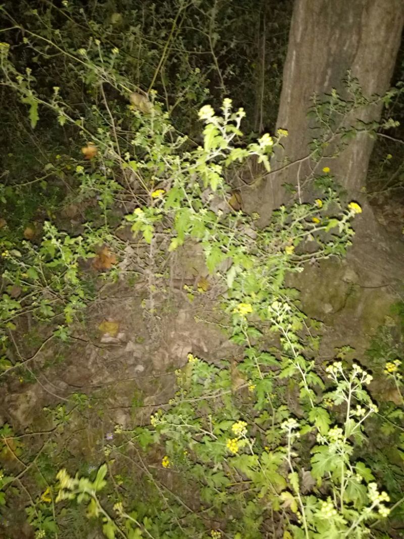 野菊花