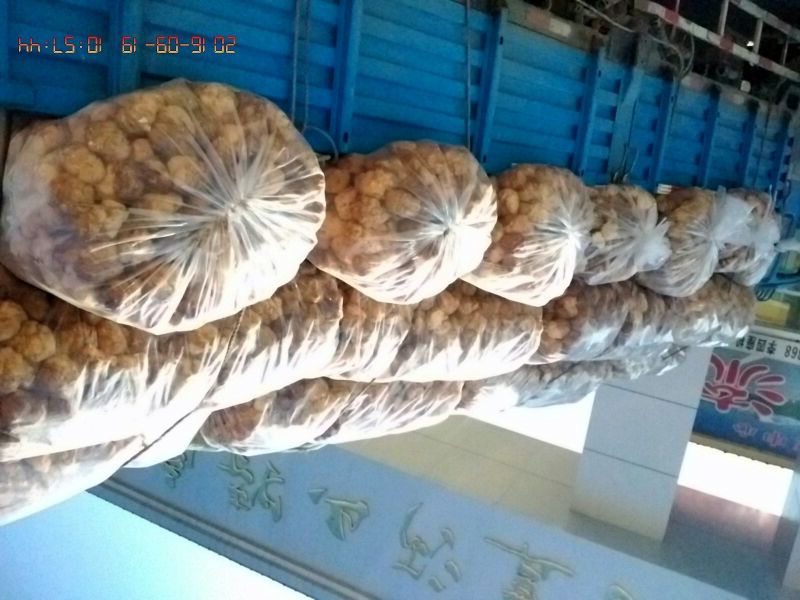 正宗东北大山林下精品手工采摘山野菌《猴头菇》5~7