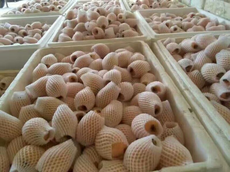 早中枇杷承接线上线下市场批发商超配送一件代发等等