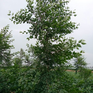 白榆12~14cm6~8cm3~3.5m