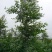 白榆12~14cm6~8cm3~3.5m