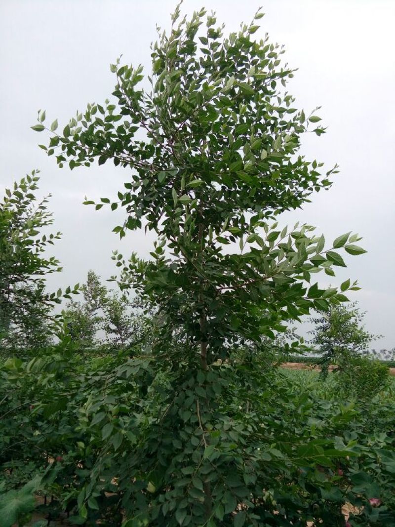 白榆12~14cm6~8cm3~3.5m