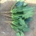越冬菠菜20~30厘米山东省聊城市莘县基地直供