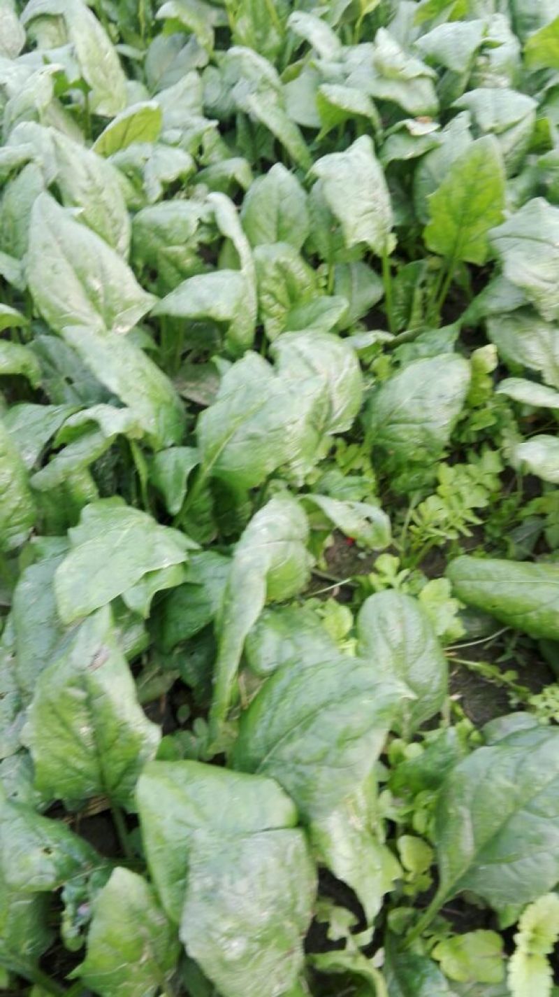 黑叶菠菜20~25厘米