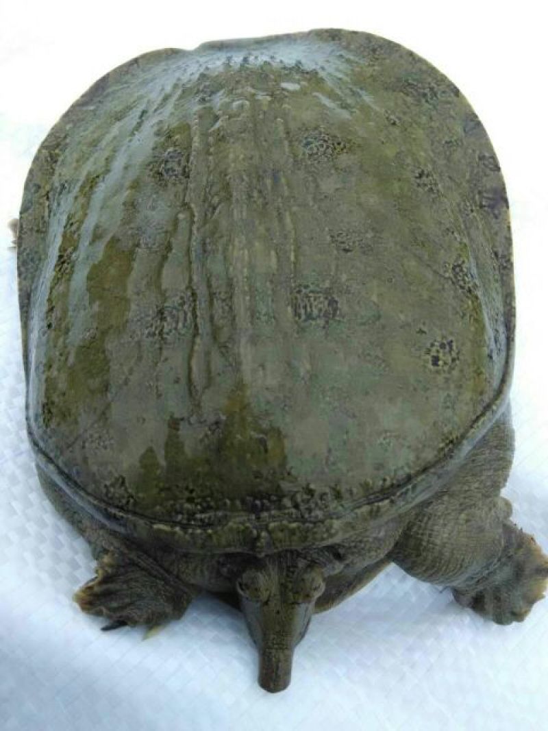 甲鱼苗鱼苗