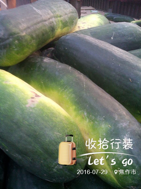 河南焦作市沁阳市黑皮冬瓜 15斤以上批发_秦先