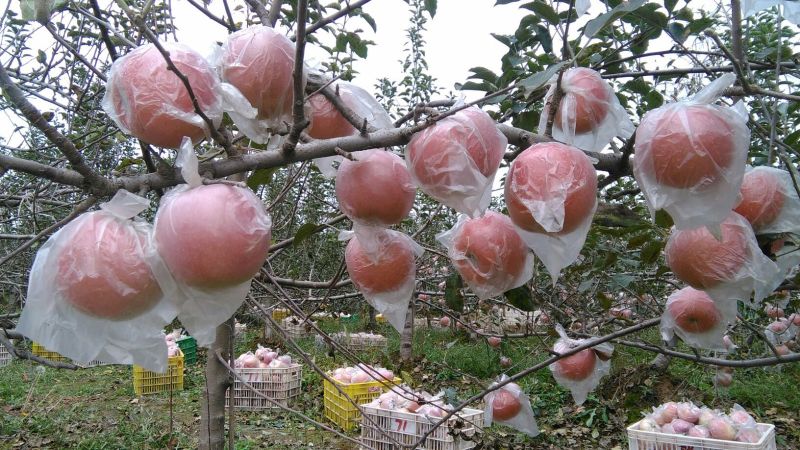 陕西纸袋红富士苹果批发，洛川纸袋红苹果产地，纸加膜红富士