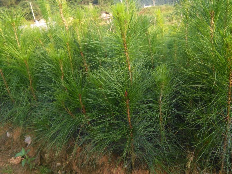 马尾松树苗30~50cm