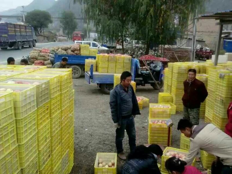 甘肃秦冠苹果75mm以上纸袋皮薄肉脆味道甜美