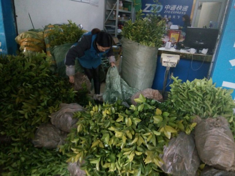 沙糖桔苗苗好无病，可签合同。