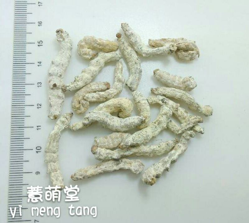 僵蚕