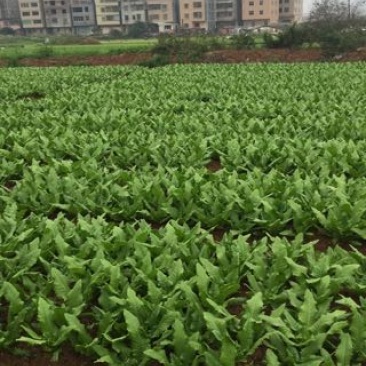 油麦菜