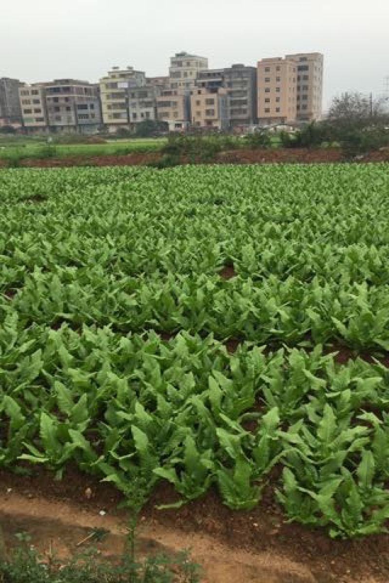 油麦菜