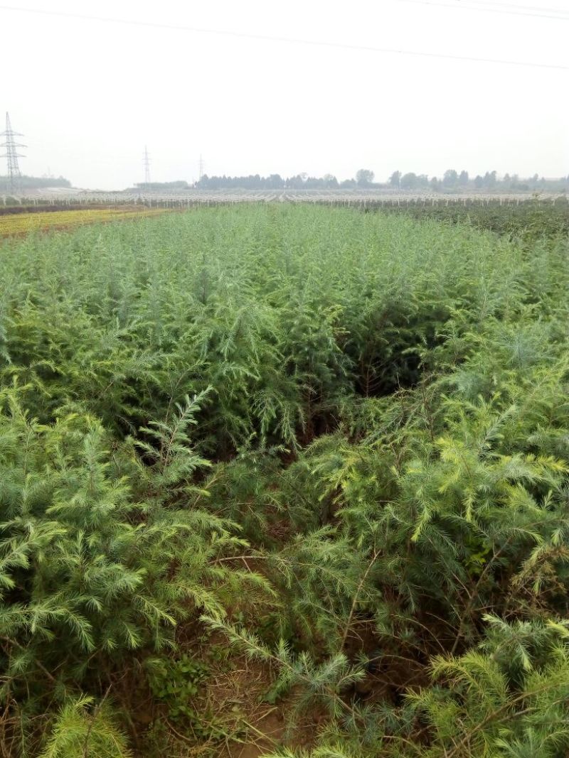大叶女贞4cm以下