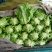 生菜3两~4两