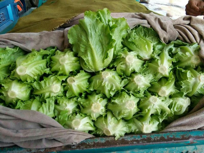生菜3两~4两