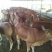 鲁西黄牛犊100~200kg