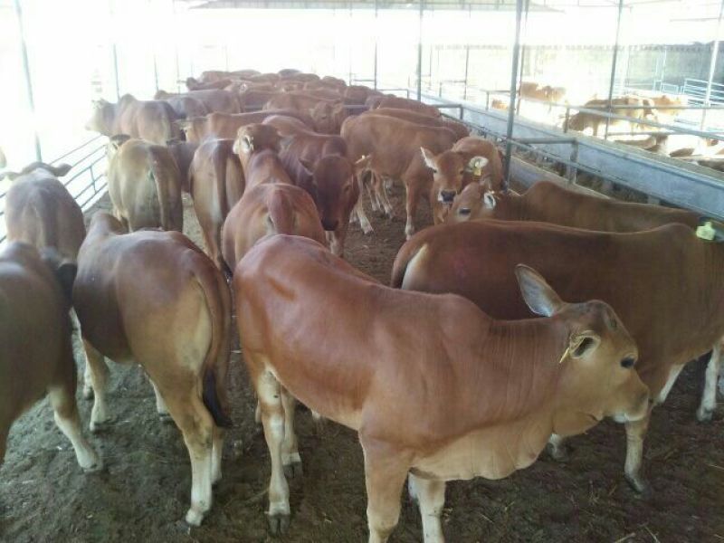 鲁西黄牛犊100~200kg