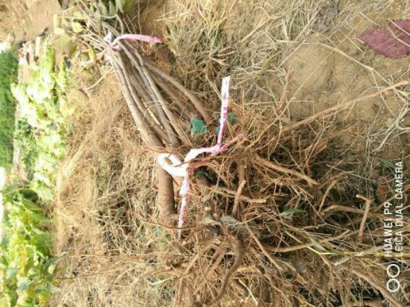 樱桃苗大樱桃树2年80cm以上俄八奇早美早种植基地