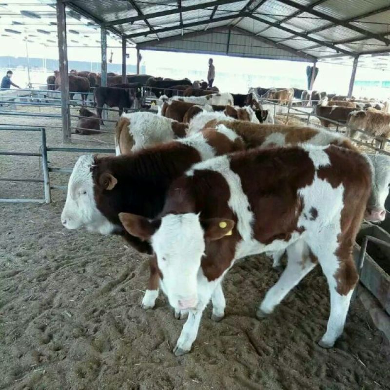 肉驴