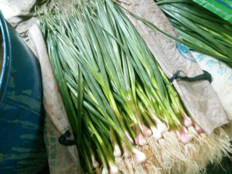 红根蒜苗60~70cm