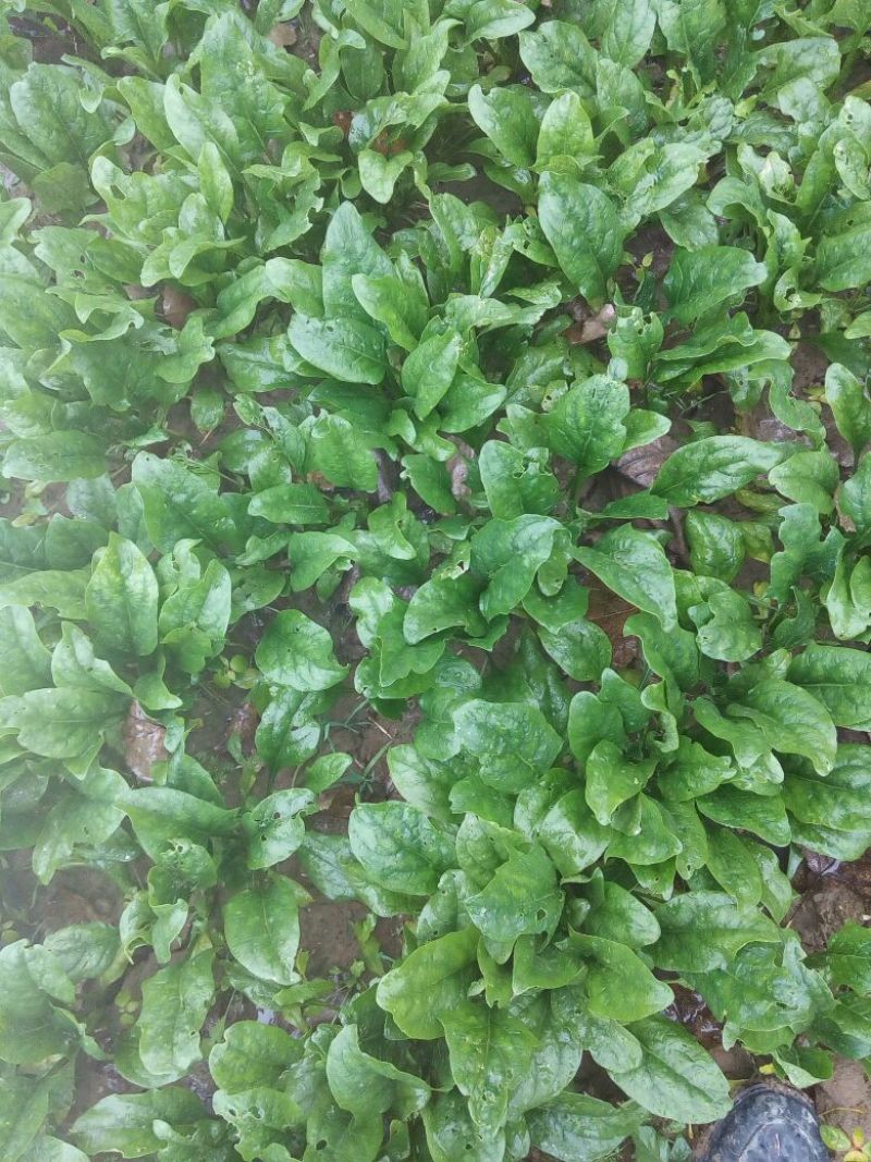 大叶菠菜25~30厘米
