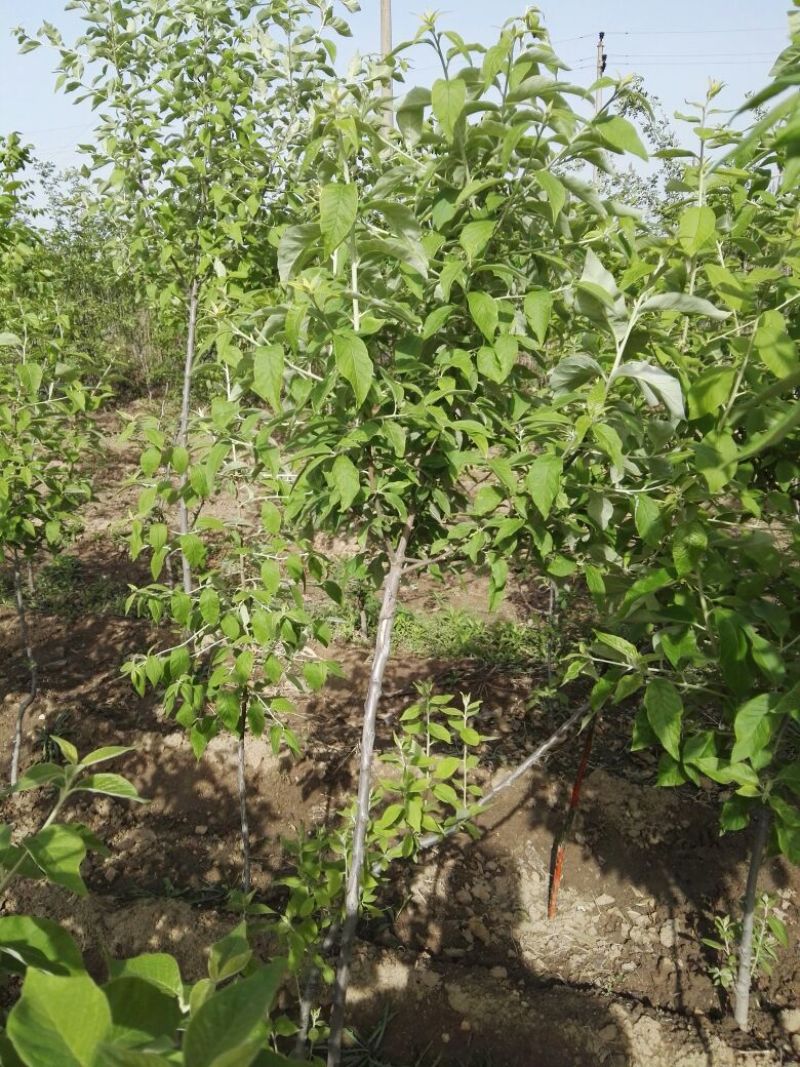 翅果油树