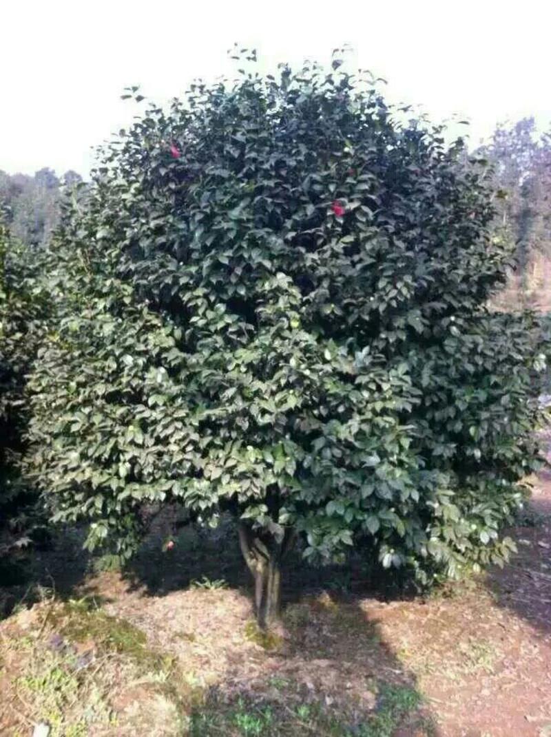 茶花树20~30cm