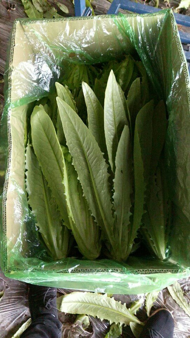 油麦菜30~35厘米以上