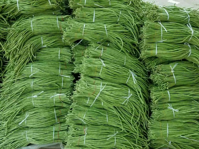 长豆角80厘米以上，走市场，加工厂，大量供应。