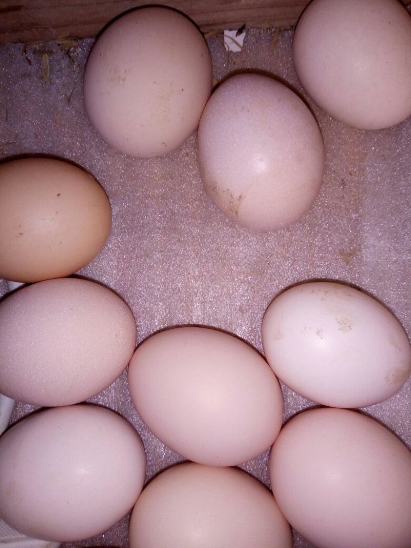 土鸡蛋食用50g以下