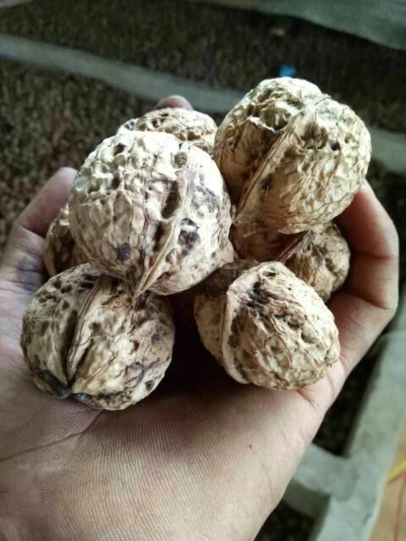 大泡核桃30mm以上去皮