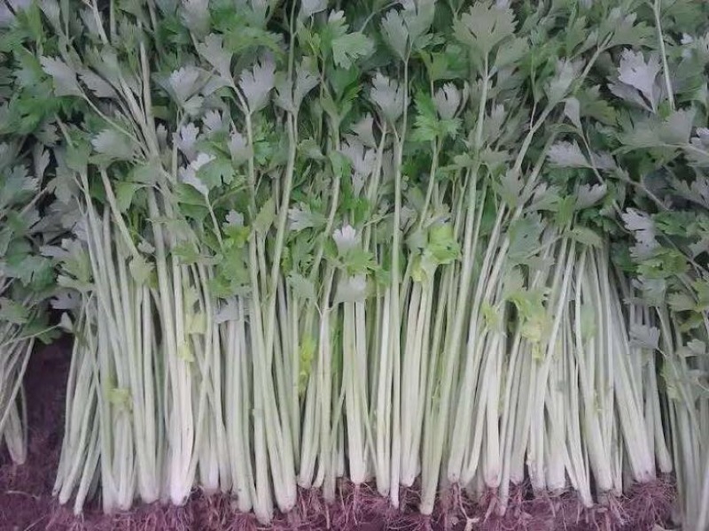 西芹