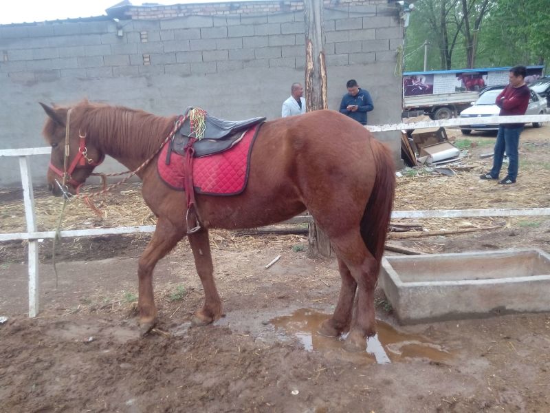 矮马乘骑大马100~200kg