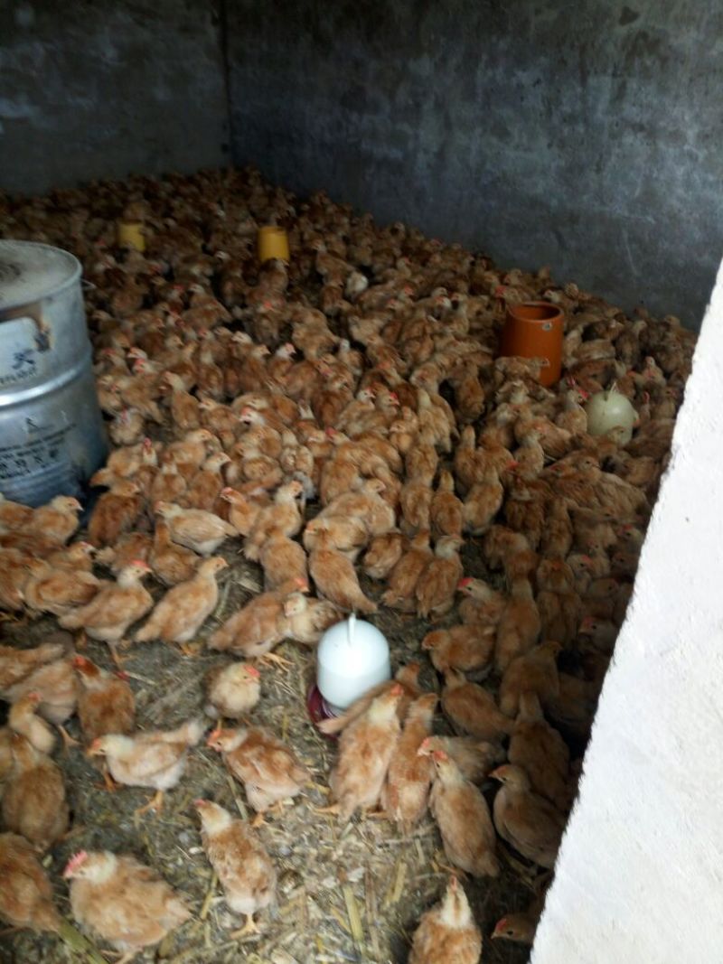 脱温鸡1斤以上