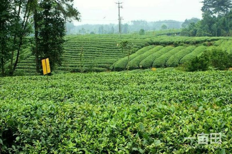 观音茶特级