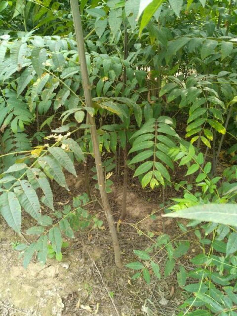 香椿苗南北方大棚种植