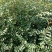 花椒苗1~2年苗，圃现挖现发产量高、包纯种、技术