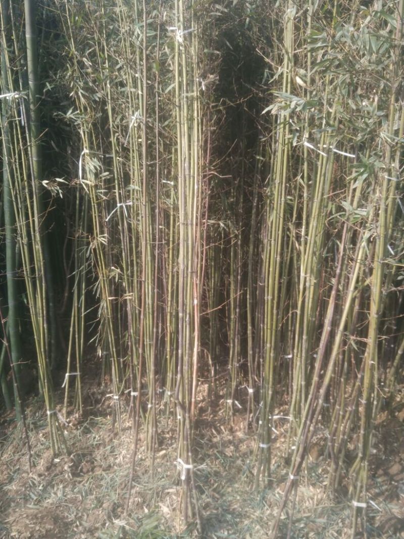 斑竹2~3m